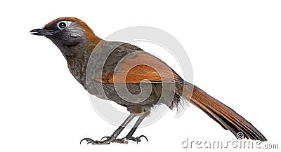 Red-tailed Laughingthrush - Garrulax milnei Stock Photo