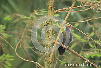 Red-tailed laughingthrush Stock Photo