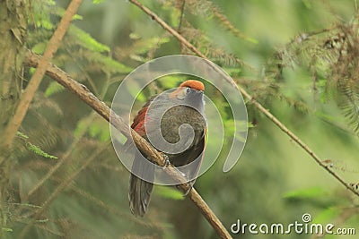 Red-tailed laughingthrush Stock Photo