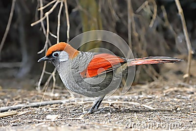 Red-tailed laughingthrush (Trochalopteron milnei) Stock Photo