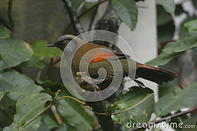 Red-tailed Laughingthrush, Trochalopteron milnei, perched Stock Photo