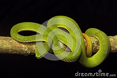 Red tailed pit viper, Trimeresurus erythrurus, Viperidae, Gumti, Tripura , India Stock Photo