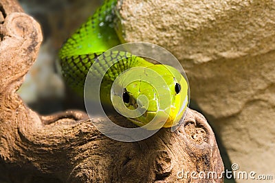 Red Tailed Racer Stock Photo