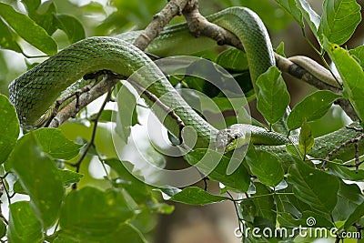 Red-tailed racer (Gonyosoma oxycephalum)snake, Bako National Park, Sarawak, Borneo Stock Photo