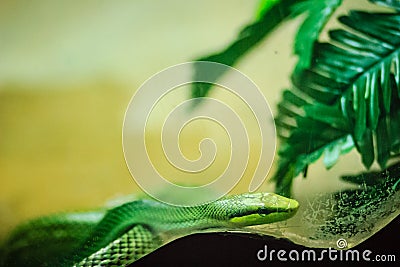 Red-tailed Racer snake (Gonyosoma oxycephalum). It is an arboreal snake having a green body and a red-orange tail, also known as Stock Photo