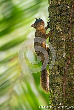 Red-tailed squirrel Stock Photo