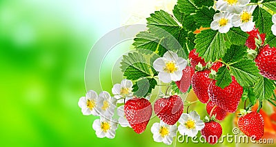 Red tasty strawberries Stock Photo