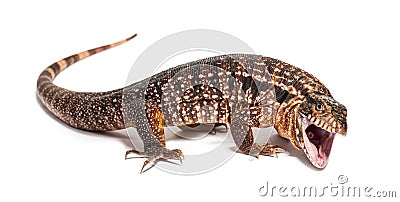 Red tegu mouth open, we can see its larynx,Salvator rufescens Stock Photo