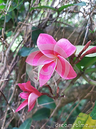 Red temple flower in sri lanka. Stock Photo