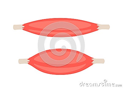 Red tense and relax muscle, fiber part body human. Skeletal muscle, inside tissue. Vector illustration Vector Illustration