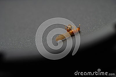 Red termite dying on the dark spot object Stock Photo