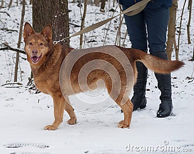 Red thick mongrel dog standing on snow Stock Photo