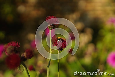 Red thistle flower in bloom with bee Stock Photo