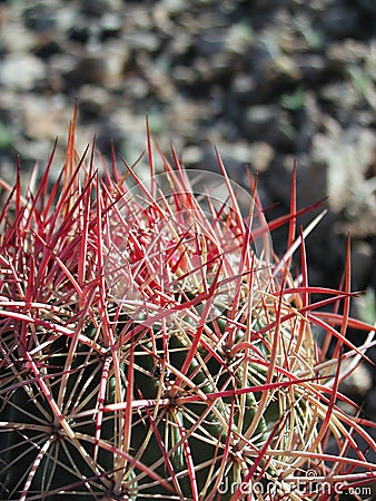 Ferocactus wislizeni in the desert Stock Photo