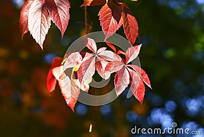 Red three leaves Stock Photo