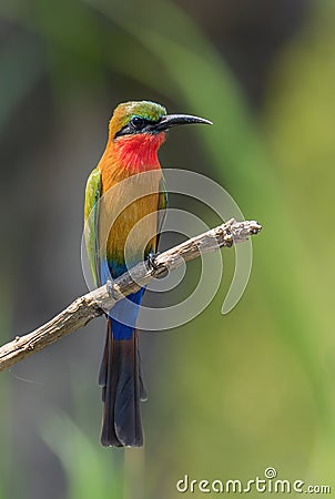Red-throated Bee-eater - Merops bulocki Stock Photo
