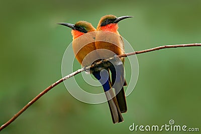 Red-throated bee-eater, Merops bulocki, Benin, Cameroon, Congo, Ethiopia, Gambia, Ghana. Detail of pair exotic orange and red afri Stock Photo