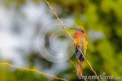 The red-throated bee-eater Merops bulocki sitting on the branch, Murchison Falls National Park, Uganda. Stock Photo