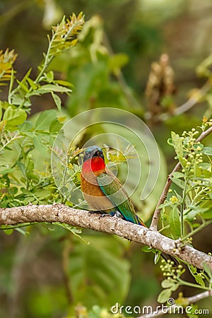 The red-throated bee-eater Merops bulocki sitting on a branch, Murchison Falls National Park, Uganda. Stock Photo