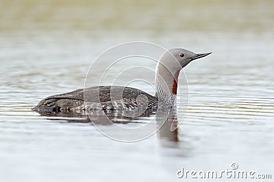 Red-throated diver Stock Photo