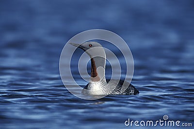 Red-throated diver, Gavia stellata Stock Photo