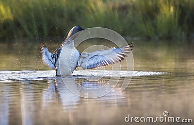 Red throated diver Stock Photo