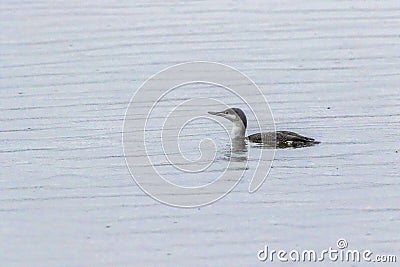 Red-throated loon Gavia stellata Stock Photo