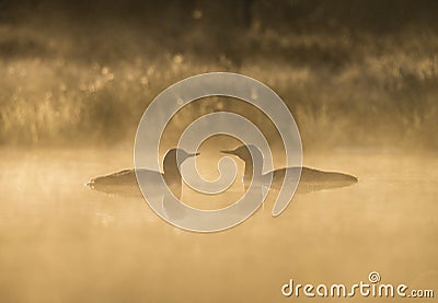 Red-throated Loon Stock Photo