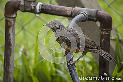 Red Thrusher Bird Up-Close Beautiful looking at the camera Stock Photo