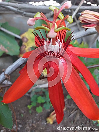 Red thunbergia flower Stock Photo