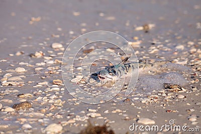 Red tide causes fish to wash up dead Stock Photo