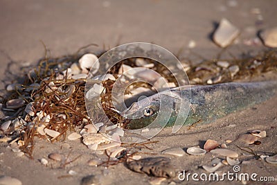 Red tide causes fish to wash up dead Stock Photo