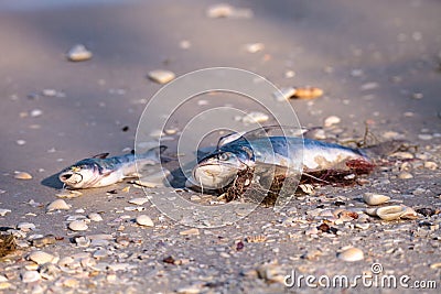Red tide causes fish to wash up dead Stock Photo
