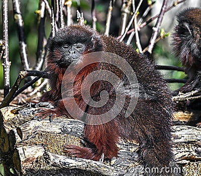 Red Titi monkey 4 Stock Photo