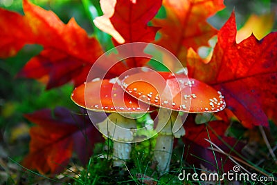 Red toadstool Stock Photo