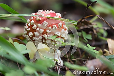 Red toadstool macro on autumnal background Stock Photo