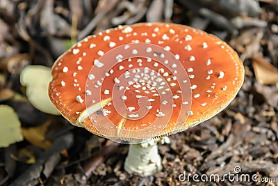 Red Toadstool in the woods Stock Photo