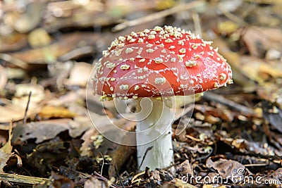 Red Toadstool in the woods Stock Photo