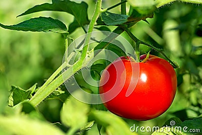Red tomato on plant. Stock Photo