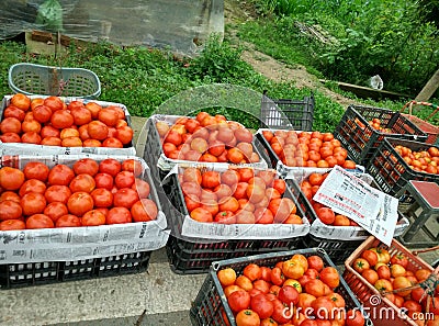 Red tomato Editorial Stock Photo