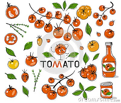 Red tomatoes. Hand drawn tomatoes with black outline. Set with hand drawn colorful doodle vegetables. Sketch style Vector Illustration