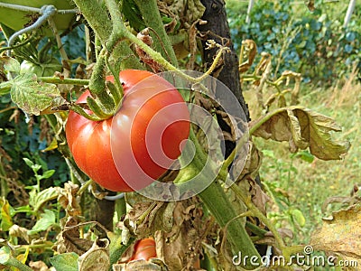 Red tomatoes just harvested from the eco bio garden. Stock Photo