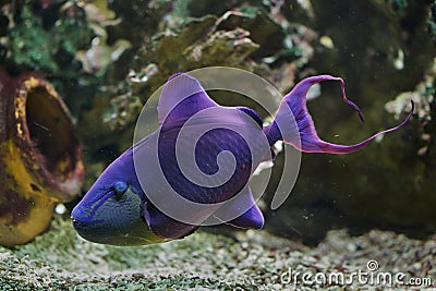 Red-toothed triggerfish Odonus niger Stock Photo