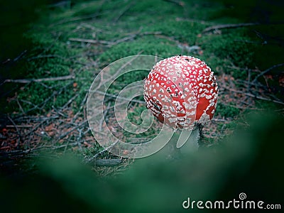 Red topped white spotted toadstool Stock Photo
