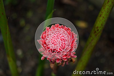 Red torch ginger tropical flower Stock Photo