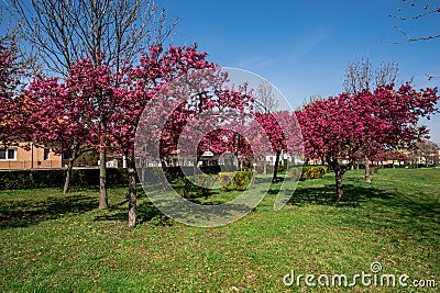 Red tree flowers Stock Photo