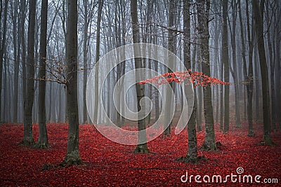 Red tree in a foggy autumn forest Stock Photo