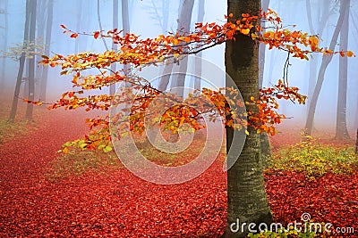 Red tree in a foggy autumn forest Stock Photo