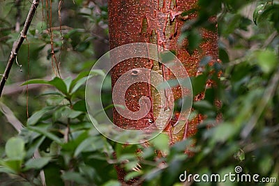 Red tree in green leaves Stock Photo