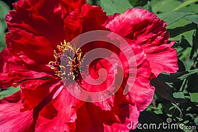 Red tree peony flower in full bloom Stock Photo